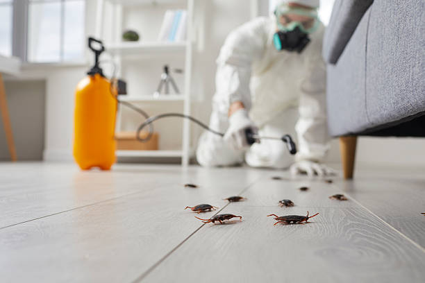 Commercial Kitchen Cockroach Control in Bridgeport